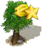 Csillaggyümölcsfa