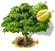 Duriánfa