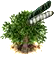 Fagylaltbab fa