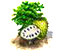 Graviola