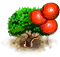 Gumbo-limbo