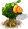 Kamkvat