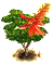 Korallfa