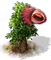 Licsifa