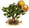 Majomnarancsfa