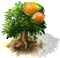 Mangó