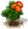 Mombinszilvafa