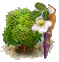 Moringa