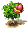 Nektarinfa