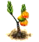 Pecsétfa