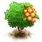 Pitomba fa