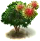 Rambutánfa