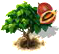 Tamarillófa