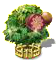 Csillagalmafa XXL