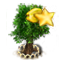 Csillaggyümölcsfa XL