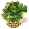 Ginkgofa XXL
