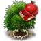 Gránátalmafa XL