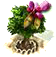 Júdásfa XL
