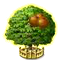 Kínai datolyafa XXL