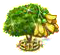 Kowhai fa XXL