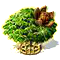 Mahagónifa XXL