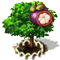 Mangosztánfa XL