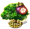 Mangosztánfa XXL