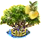 Mangrovefa XXL