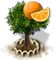 Narancsfa XL