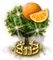 Narancsfa XXL