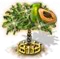 Papajafa XXL