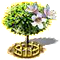 Pettyesfűz XXL