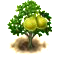 Pomelofa XXL