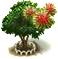 Rambutánfa XL