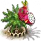 Sárkánygyümölcsfa XL