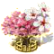 Szakura cseresznyefa XXL