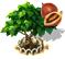 Tamarillófa XL