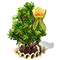 Tulipánfa XL