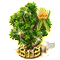Tulipánfa XXL