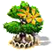 Ylang-ylang fa XL